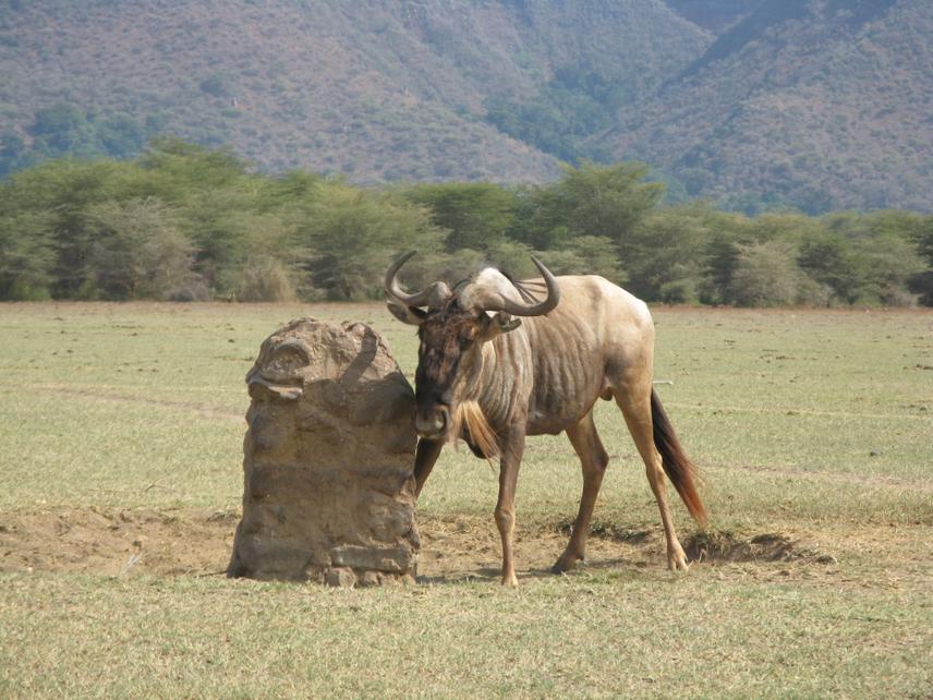 Wildebeest caught in a snare (to show the problem with bushmeat poaching).