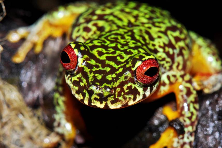 Adult mossy red-eye tree frog (Duellmanohyla soralia). © Jonathan E. Kolby