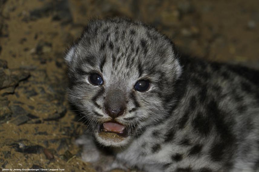 Snow leopard Cub, June 2013. © Jeremy Krockenberger.