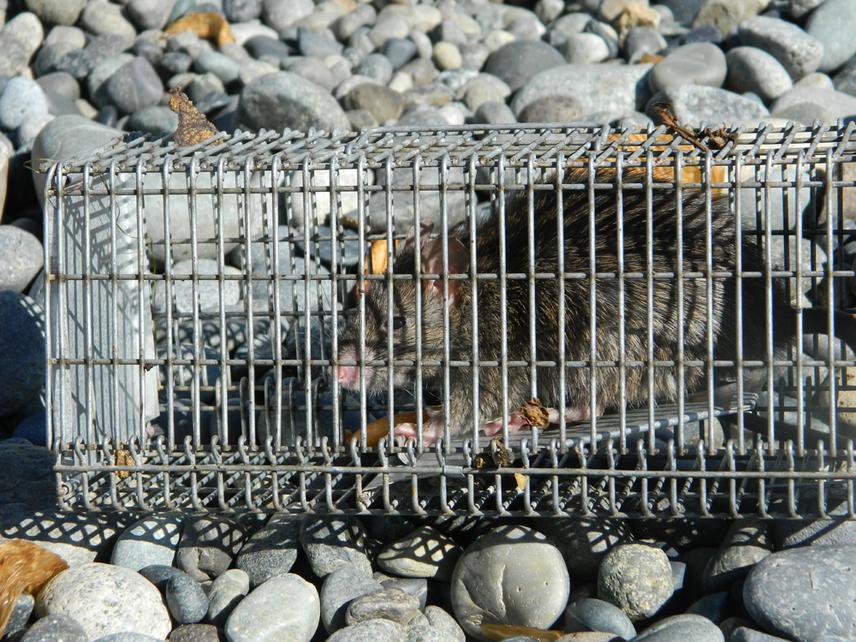 Black rat (Rattus rattus) captured in a fur seal rookery at Guafo Island. © Mauricio Seguel