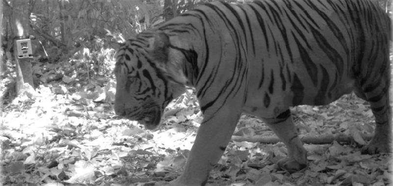 One of the endangered Malayan Tiger individuals photographed in this project.