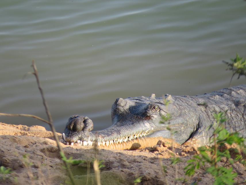 Adult male gharial, Son River.