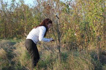 Placing bat detector in the field.