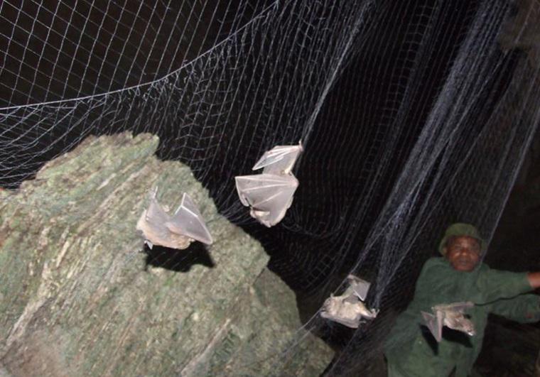 Bats in mist nets. The chief warden holding the MN to help remove bats.