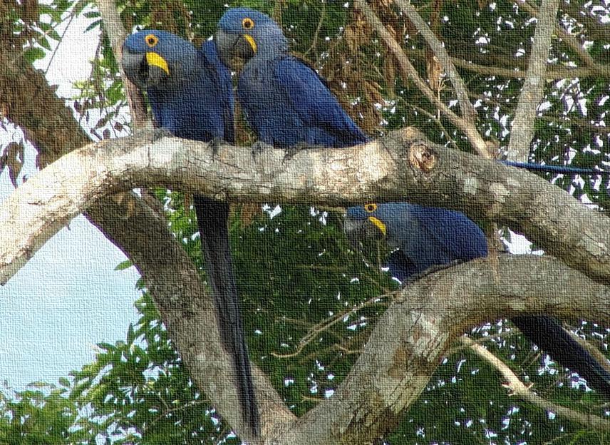 Three Hyacinth macaw perching in the Altamira Ranch. ©Jesús N. Pinto Ledezma.
