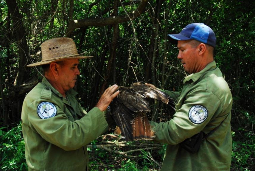 Training of protected area staff on manipulation techniques of birds.