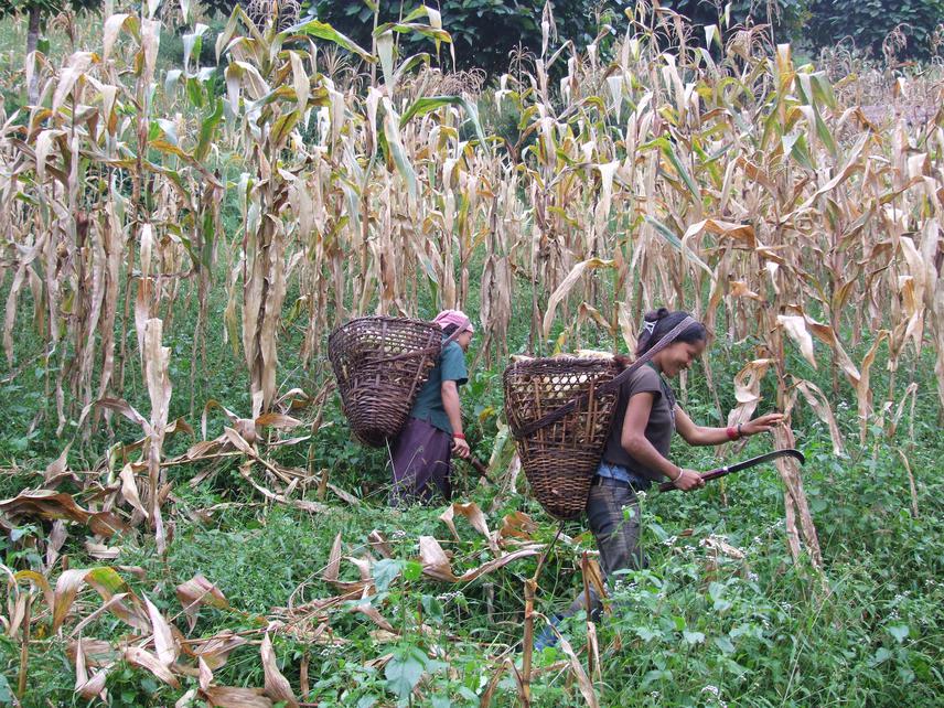 Local rural people harvesting maize.