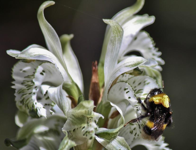 Pollination of Chloraea virescens by the invasive European bumblebee Bombus terrestris (Parque Nacional Lago Puelo).