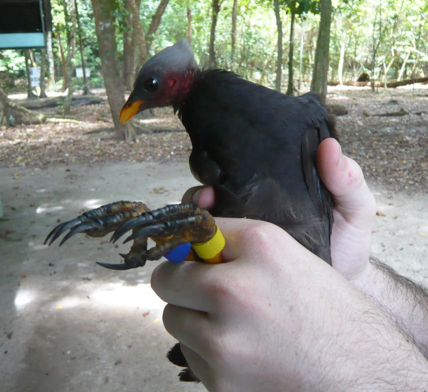 Micronesian megapode being banded by Paul Radley.