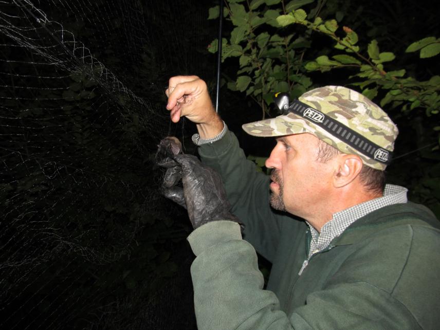 Mist-netting of bats during the summer bat monitoring activities in the Verkhovyskyi National Park.