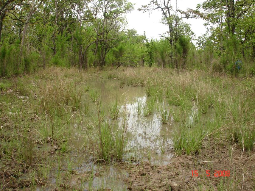 Wetland site in YDNP.