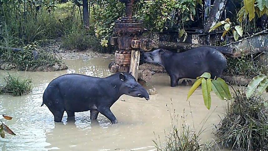 Two lowland tapirs ingesting water within an area affected by oil spills.