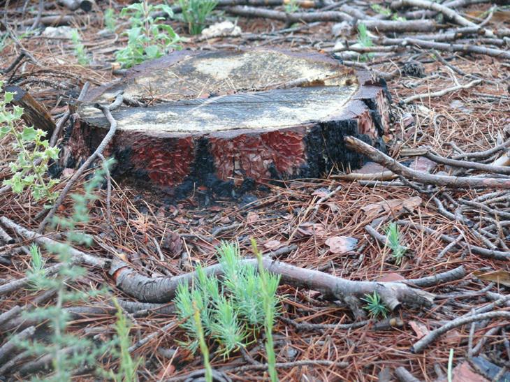 Pine seedlings next to a burned trunk.
