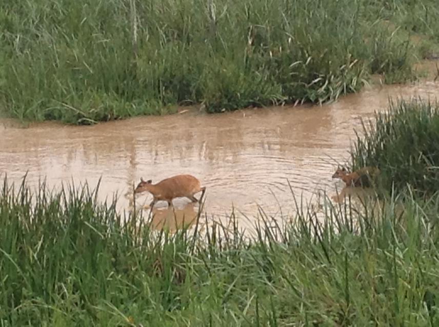 Antelopes in a stream draining in Lake Eyasi.