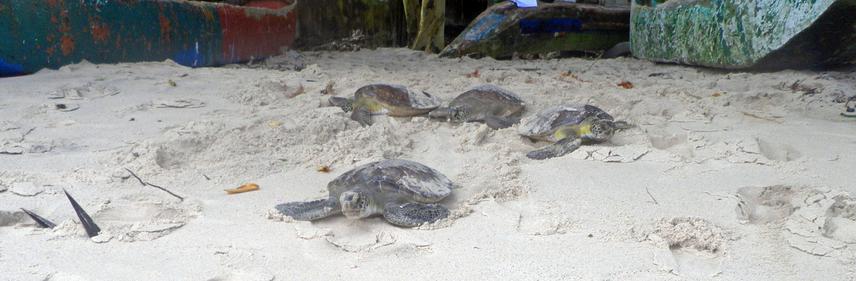 Green turtles being released.