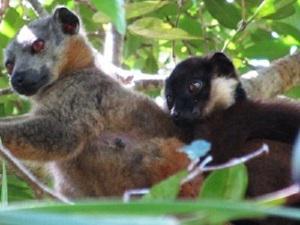 Eulemur cinereiceps [female and juvenale male].