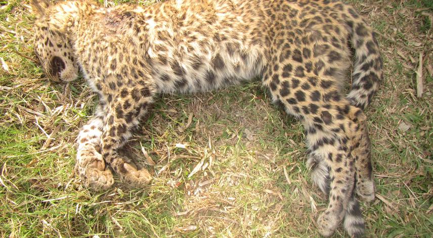 A leopard was killed during a conflicts March 2014, Tanahu.