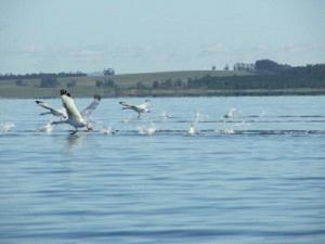 Coscoroba Swans, a group of Coscoroba Swans taking off at Laguna de Rocha. ©Macarena Sarroca.