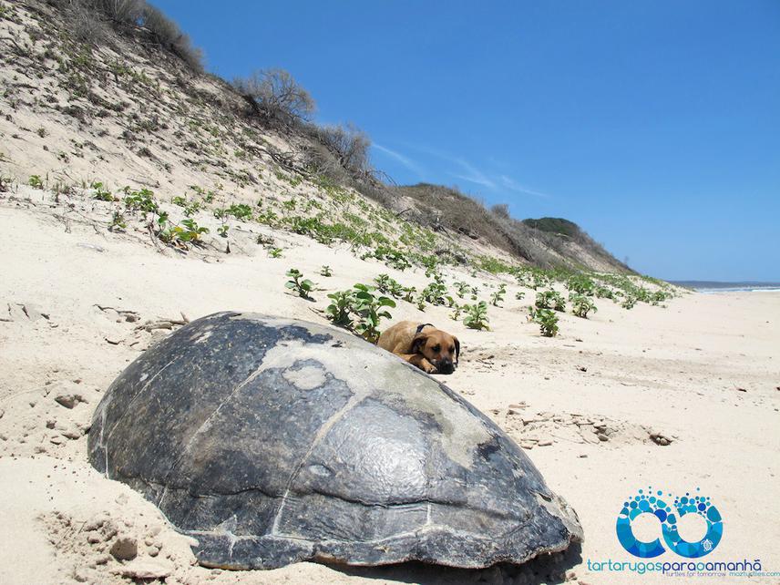 Mature green turtle carapace found at Travessia Beach.