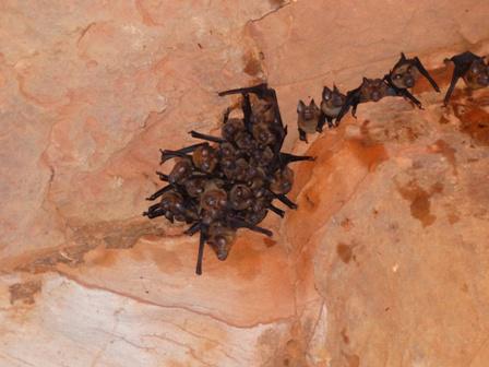 Indian Leaf nosed bat in a cave of Similipal. © Subrat Debata.