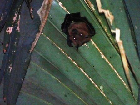 First record of lesser short nosed fruit bat from Similipal, Odisha. © Subrat Debata.
