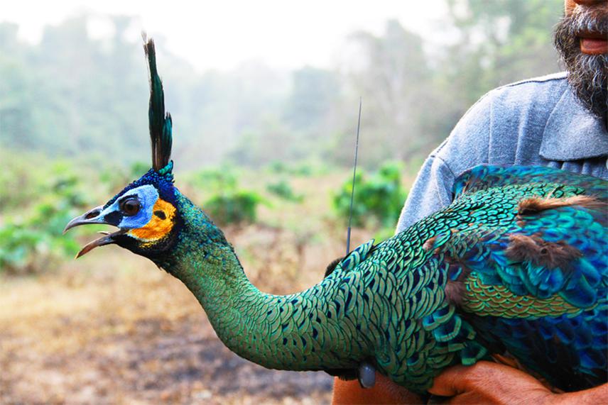 Niti Sukumal - Collecting Information and Monitoring the Situation of Green  Peafowl (Pavo muticus) in Pristine Habitat in Thailand and Disturbed Habitat  in Northern Vietnam - The Rufford Foundation