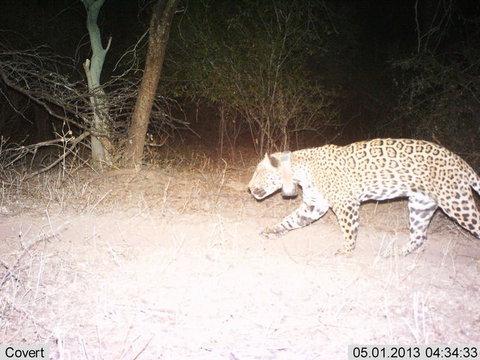 Male jaguar with collar on camera trap.