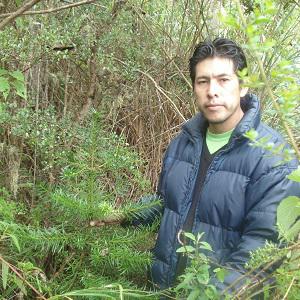 Evaluation of the reforested plant higher of P. glomeratus