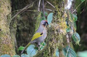 Chestnut-tailed Minla (Chrysominla strigula): Common bird at the summit of Doi Inthanon National Park.