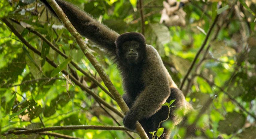 Adult male woolly monkey (Lagothrix cana) at the Manu Learning Centre, Mascoitania reserve. ©Marcus Brent-Smith