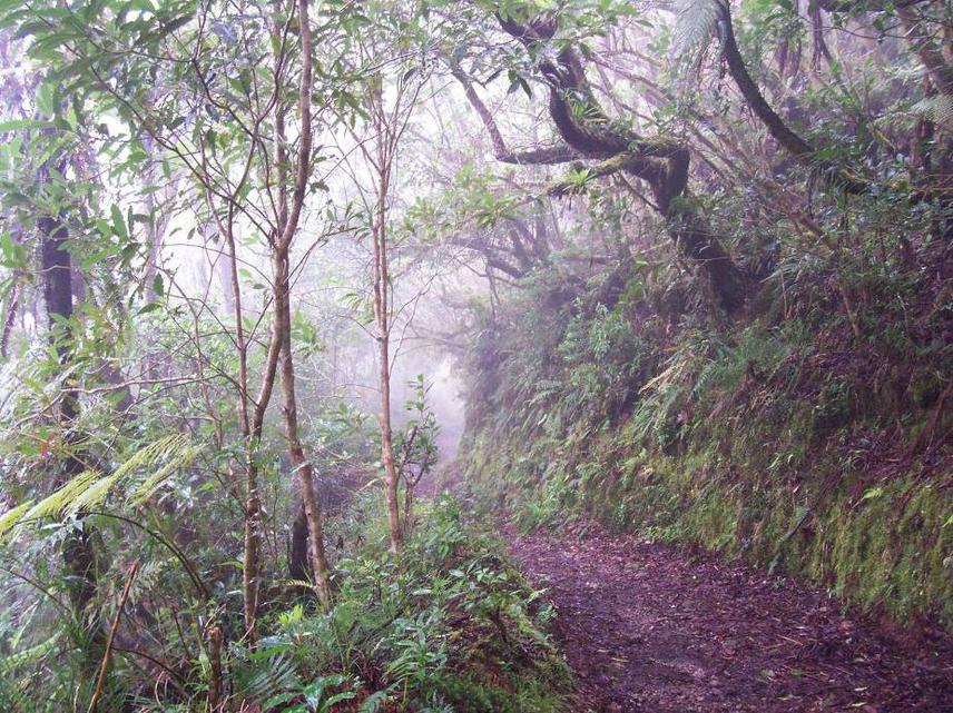 The montane rainforest along the Blue Mountain Peak Trail.