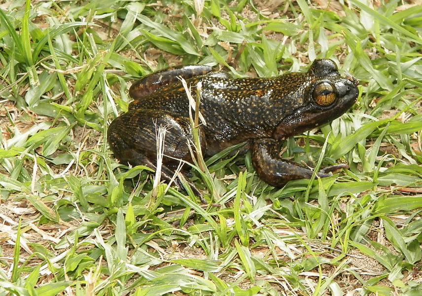 Rare photo of the Togo slippery frog, Volta region, Ghana.