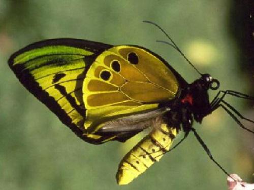 Male Goliath Birdwing Butterfly (Ornithoptera goliath).