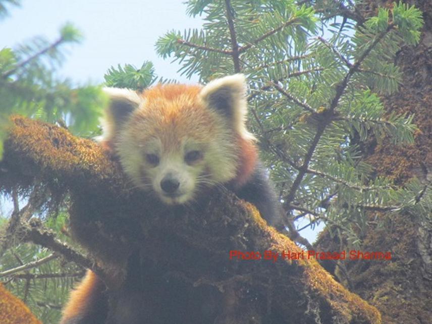 Red panda. ©Hari Prasad Sharma.