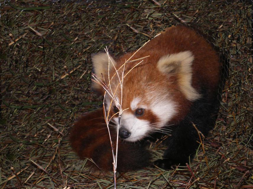 Red panda rescued from the domestic dogs.