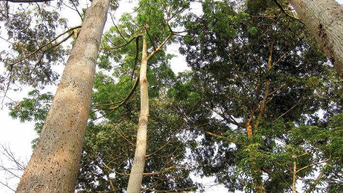 Ceiba pentandra trees in Sacred Forest of Bonou. © J. D. T. Akpona.