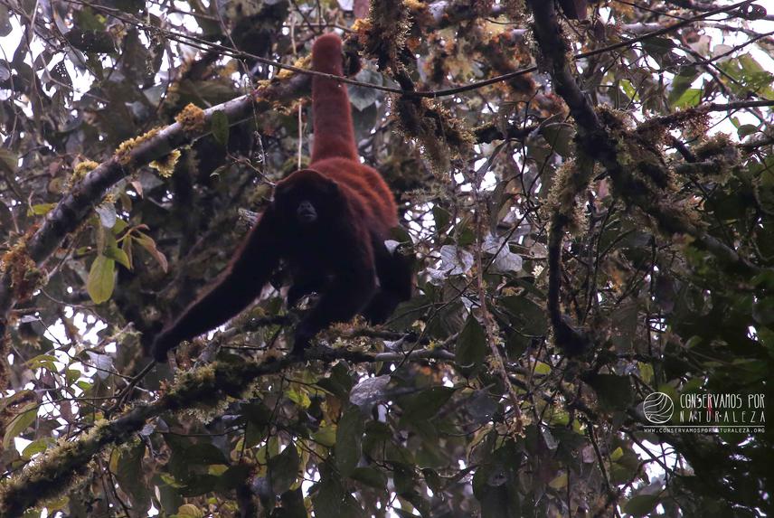 Yellow tailed woolly monkey in 5 hectare patch.