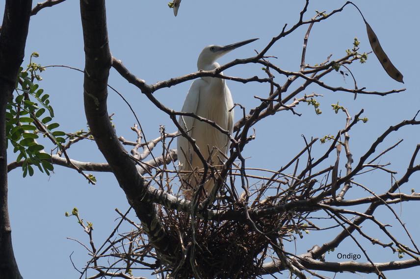 Little egret in its nest.