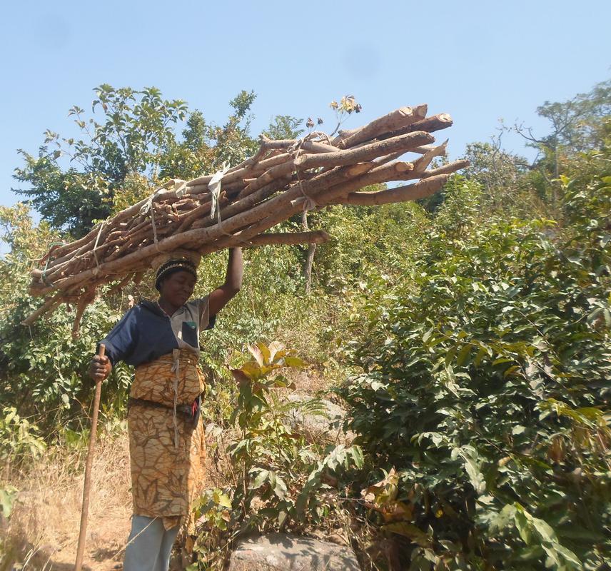 Firewood collection by a woman from the village.