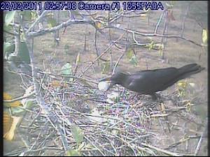 Jungle crow taking an egg.