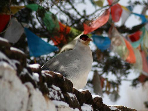 White eared-pheasant on a monastery wall with Buddhist prayer flags in the background © Wang Nan