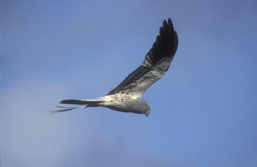 Male Montagu’s harrier in flight. © F. Cahez.