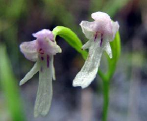 Rare orchid Amitostigma kinoshitae, endemic of Japan and Kyrily islands. © Yu. Kopylov-Guskov.