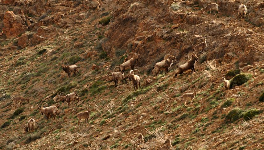 A herd of ibex near Chichim village in Spiti. ©Abhishek Ghoshal.