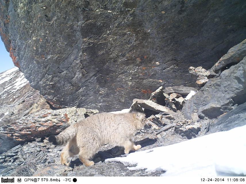 Pallas's cat recently captured in remote cameras in Annapurna Conservation Area, Nepal. © Tashi R. Ghale, Global Primate Network-Nepal.
