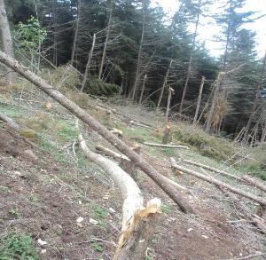Illegal logging in Katende forest.