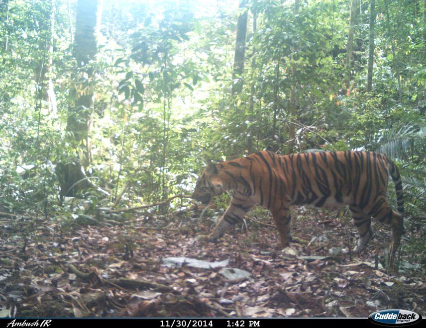 Sumatran tiger (CR).