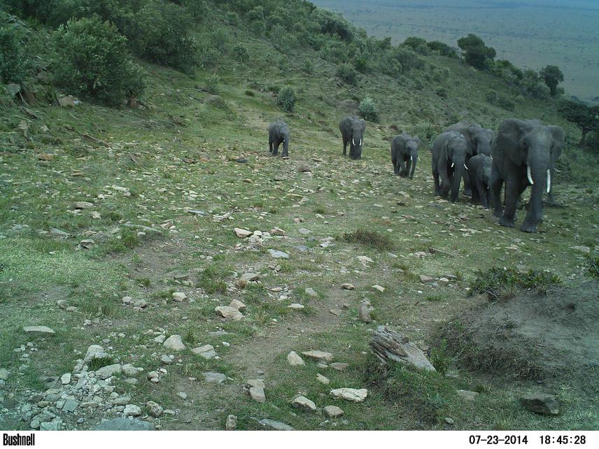 An elephant pathway in the Transmara that leads to many farms.