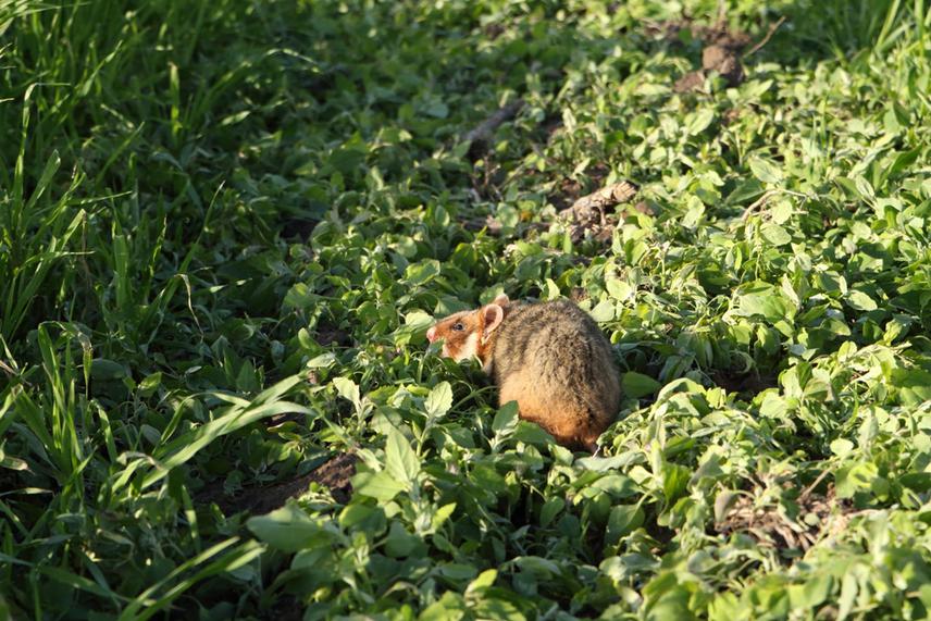 Cricetus cricetus in Chernihiv Region. The common hamster is a protected species in Ukraine and most other European countries