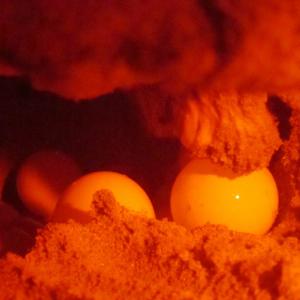 Eggs of an Olive Ridley as she nested at Mankoadze during field training of F. Jonah. ©F. Jonah